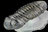 Drotops Trilobite - Large Specimen! #76408-2